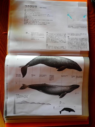 7月16日 もうすぐ梅雨明け_b0160957_09360416.jpg