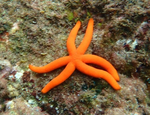 7月16日 もうすぐ梅雨明け_b0160957_09412002.jpg