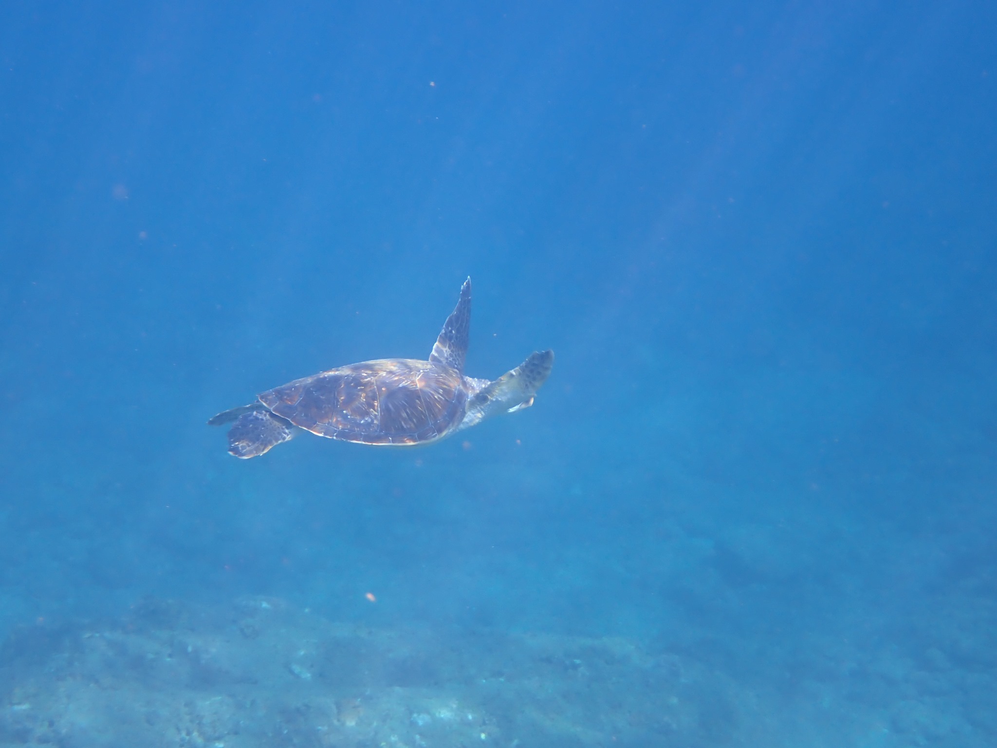 7月16日 もうすぐ梅雨明け_b0160957_09460595.jpg