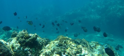 7月16日 もうすぐ梅雨明け_b0160957_09492135.jpg