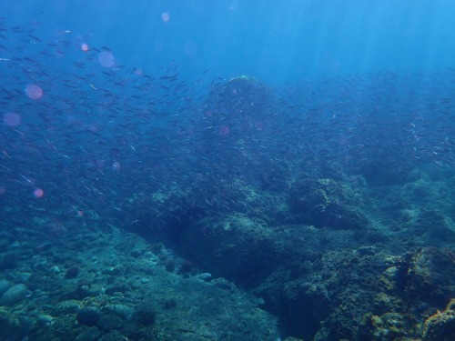 7月16日 もうすぐ梅雨明け_b0160957_09533296.jpg