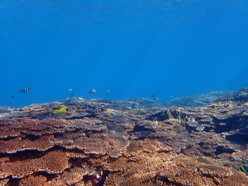 7月16日 もうすぐ梅雨明け_b0160957_09541355.jpg