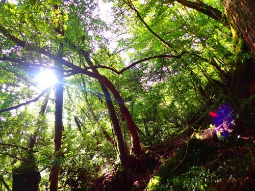 7月16日 もうすぐ梅雨明け_b0160957_09582211.jpg