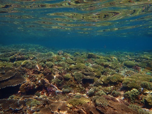 7月16日 もうすぐ梅雨明け_b0160957_10035474.jpg