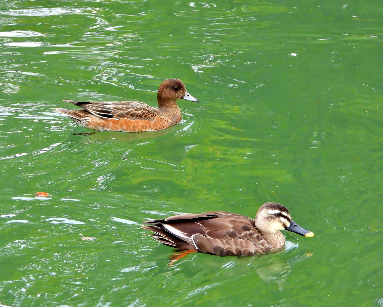 三ツ寺公園で カモとスズメ_c0305565_17143941.jpg