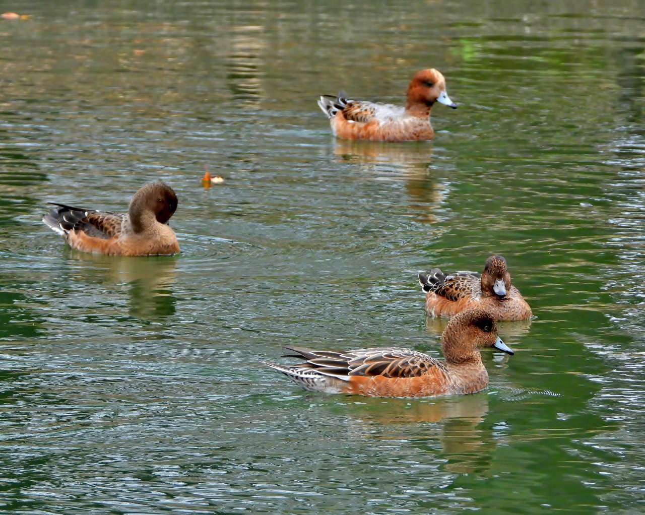 三ツ寺公園で カモとスズメ_c0305565_17160958.jpg