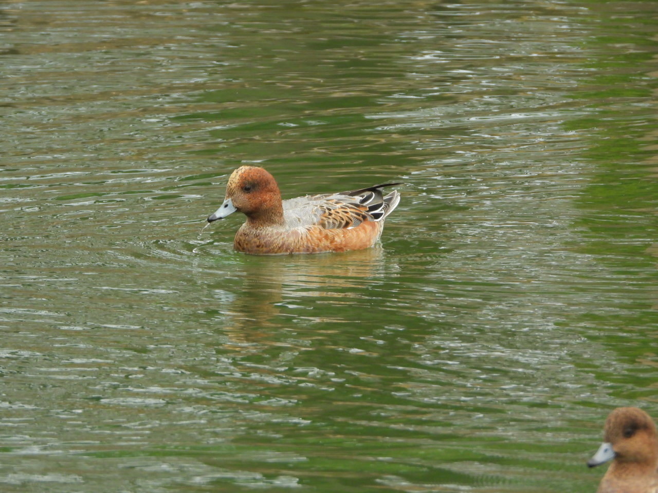 三ツ寺公園で カモとスズメ_c0305565_17163189.jpg