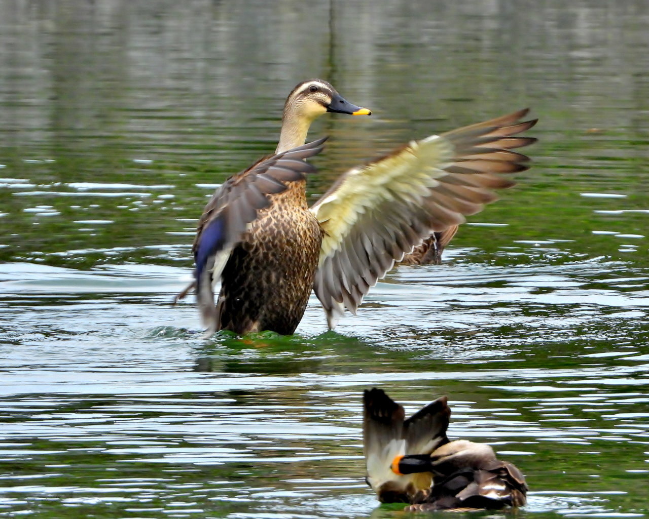 三ツ寺公園で カモとスズメ_c0305565_17202068.jpg