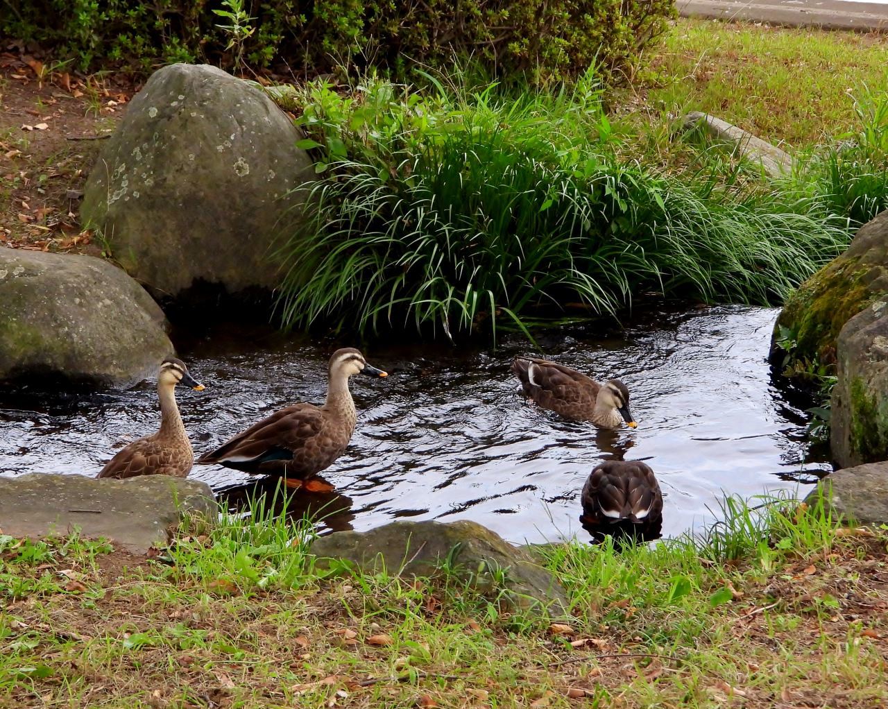三ツ寺公園で カモとスズメ_c0305565_17214294.jpg