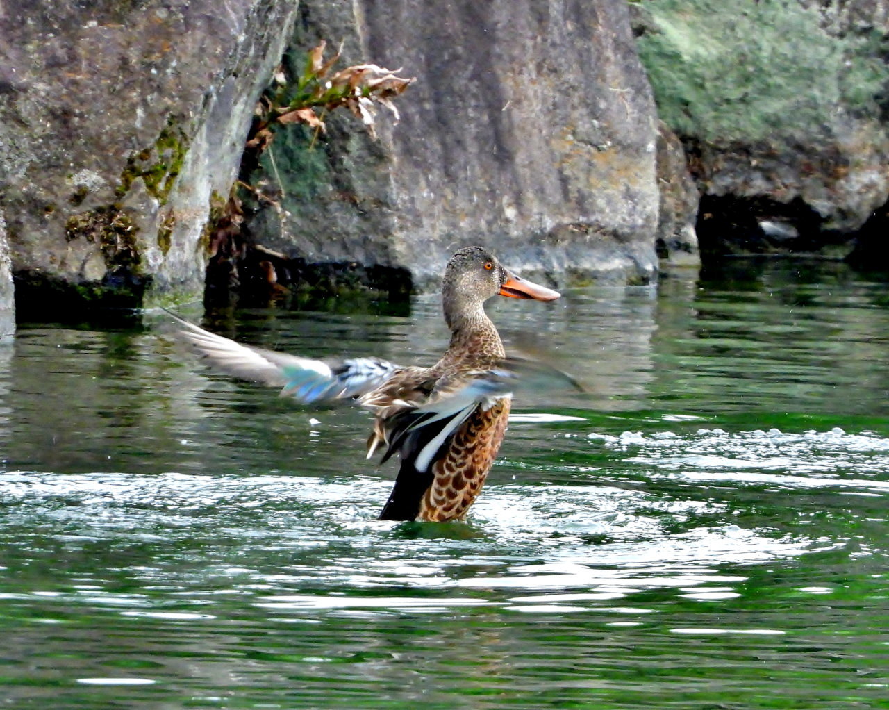 三ツ寺公園で カモとスズメ_c0305565_17225792.jpg