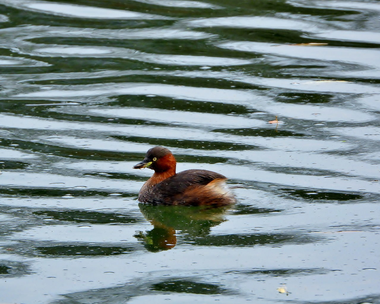 三ツ寺公園で カモとスズメ_c0305565_17232238.jpg
