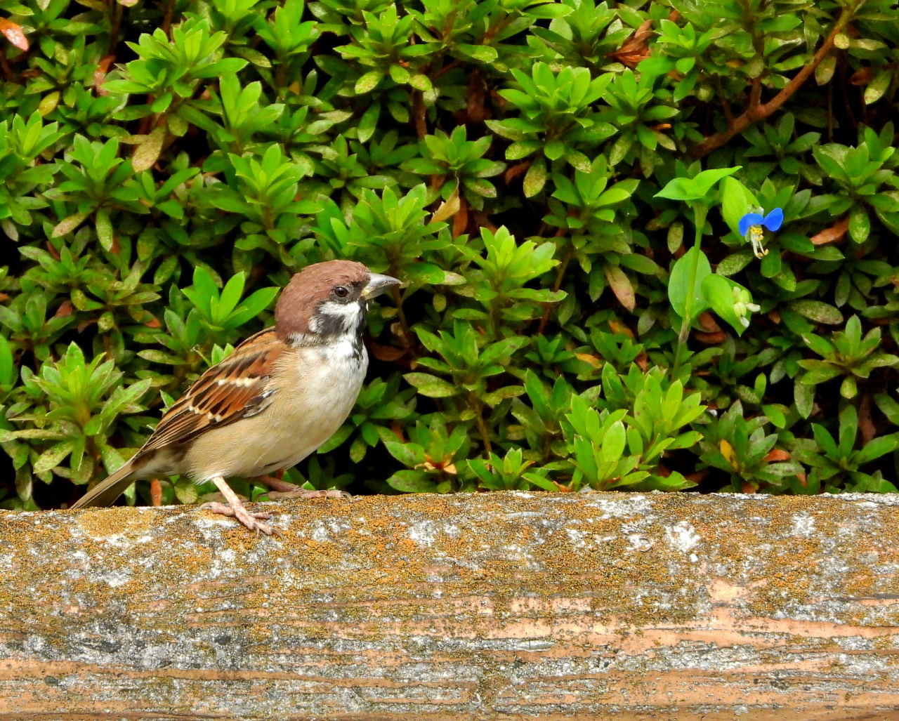 三ツ寺公園で カモとスズメ_c0305565_17245194.jpg