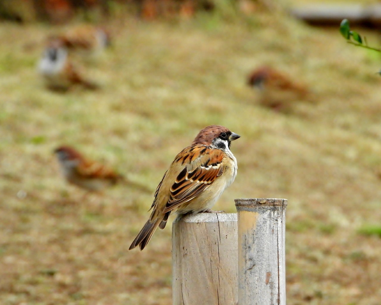 三ツ寺公園で カモとスズメ_c0305565_17262467.jpg