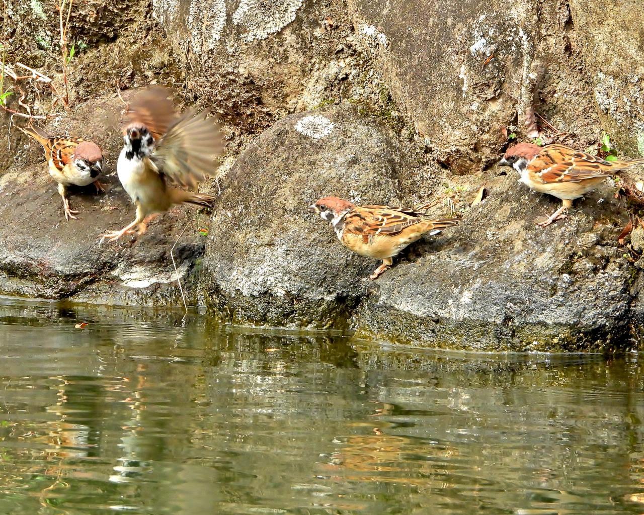 三ツ寺公園で カモとスズメ_c0305565_17270114.jpg