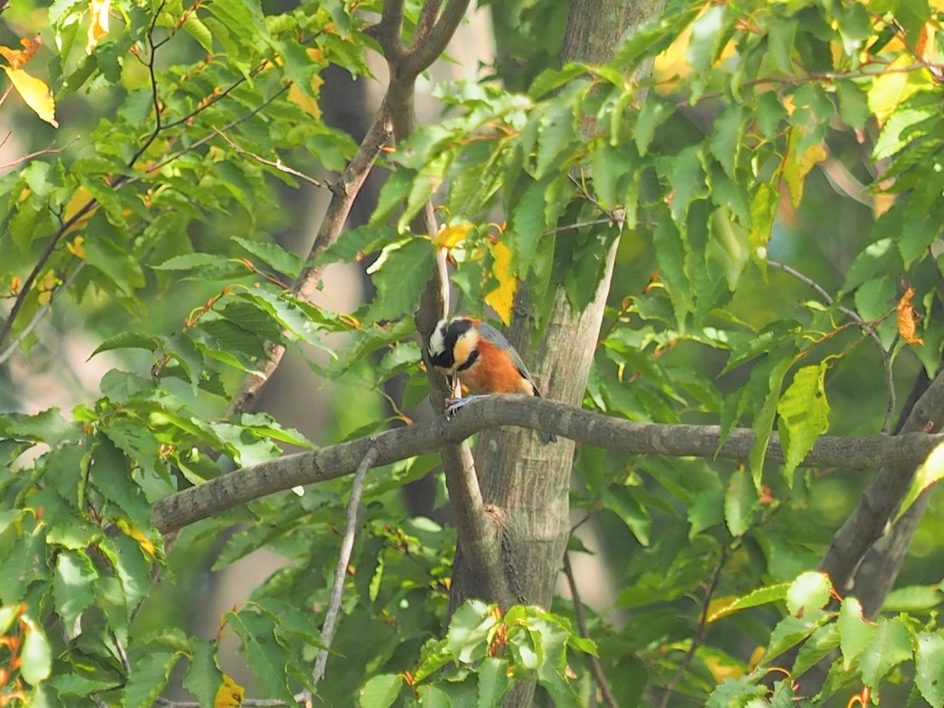 昨日に引き続き 水元公園の野鳥情報 水元かわせみの里水辺のふれあいルーム