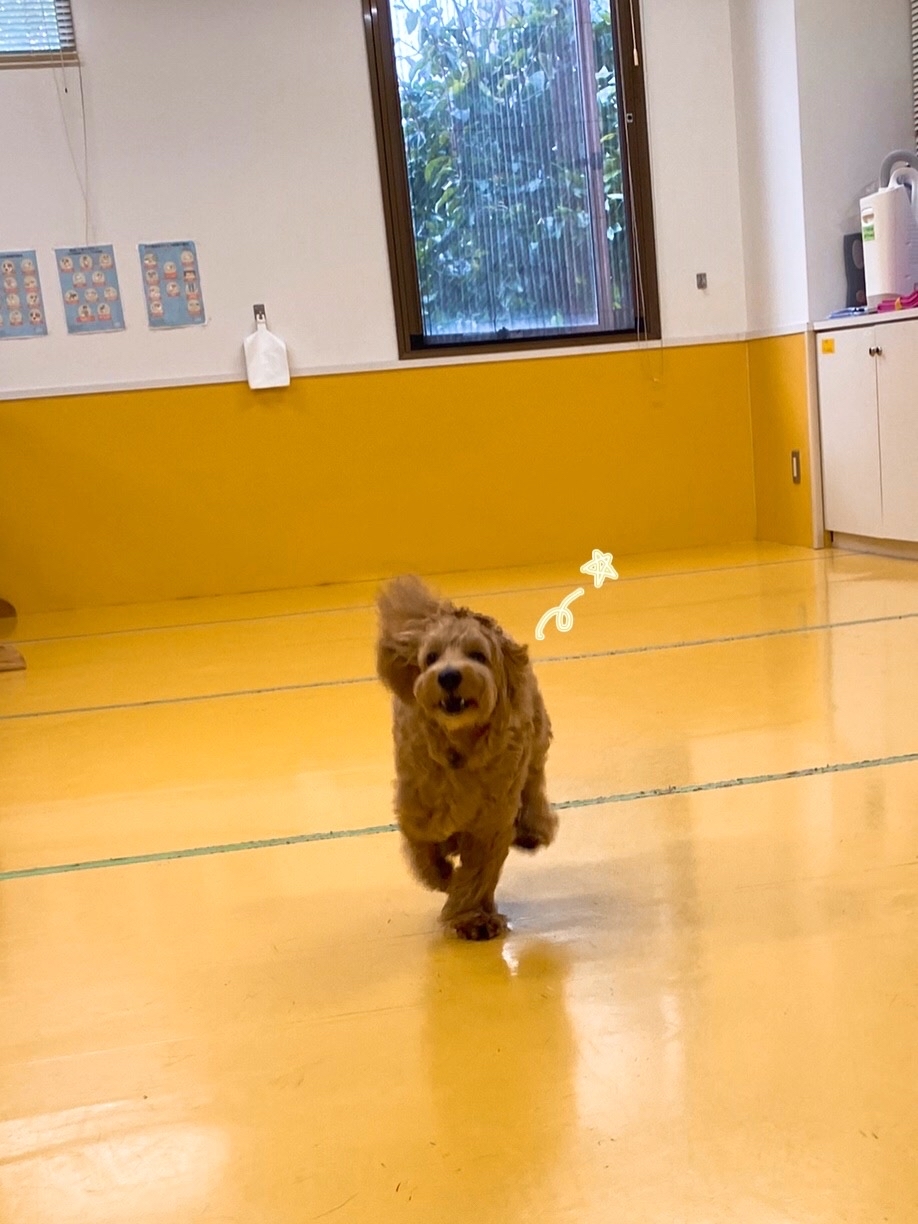 お泊まり頑張りました( *˙ω˙*)و グッ!_f0357682_20283458.jpg