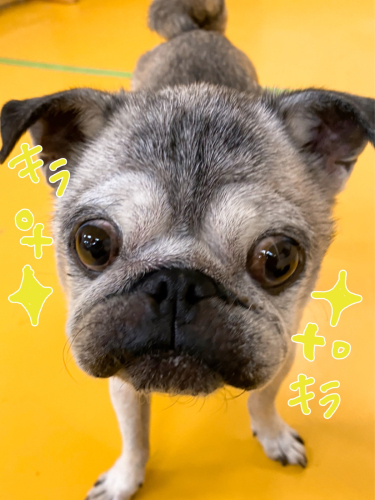 お泊まり頑張りました( *˙ω˙*)و グッ!_f0357682_20365515.jpg
