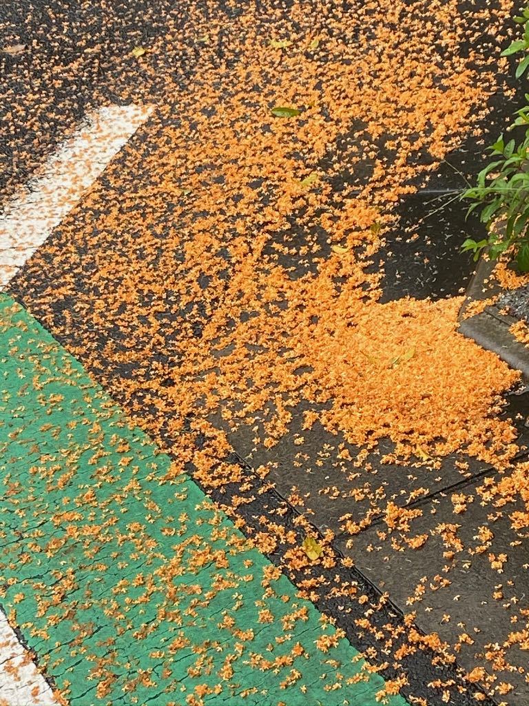 金木犀の花が道路にたくさん_f0130894_23173668.jpg