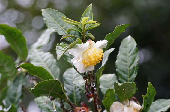 下向きに咲くお茶の花 吾作の榊原温泉たより