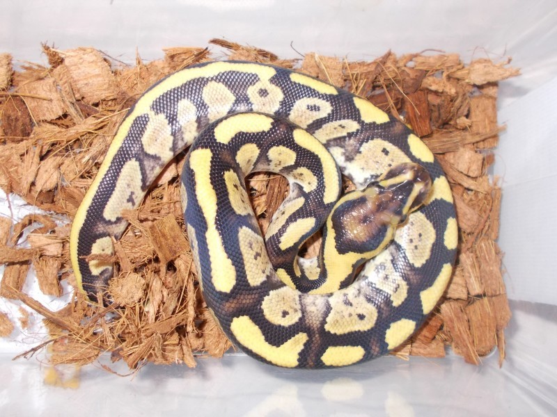 新入荷］ヘビ : petshop ACE 【ペットショップ エース】のブログ