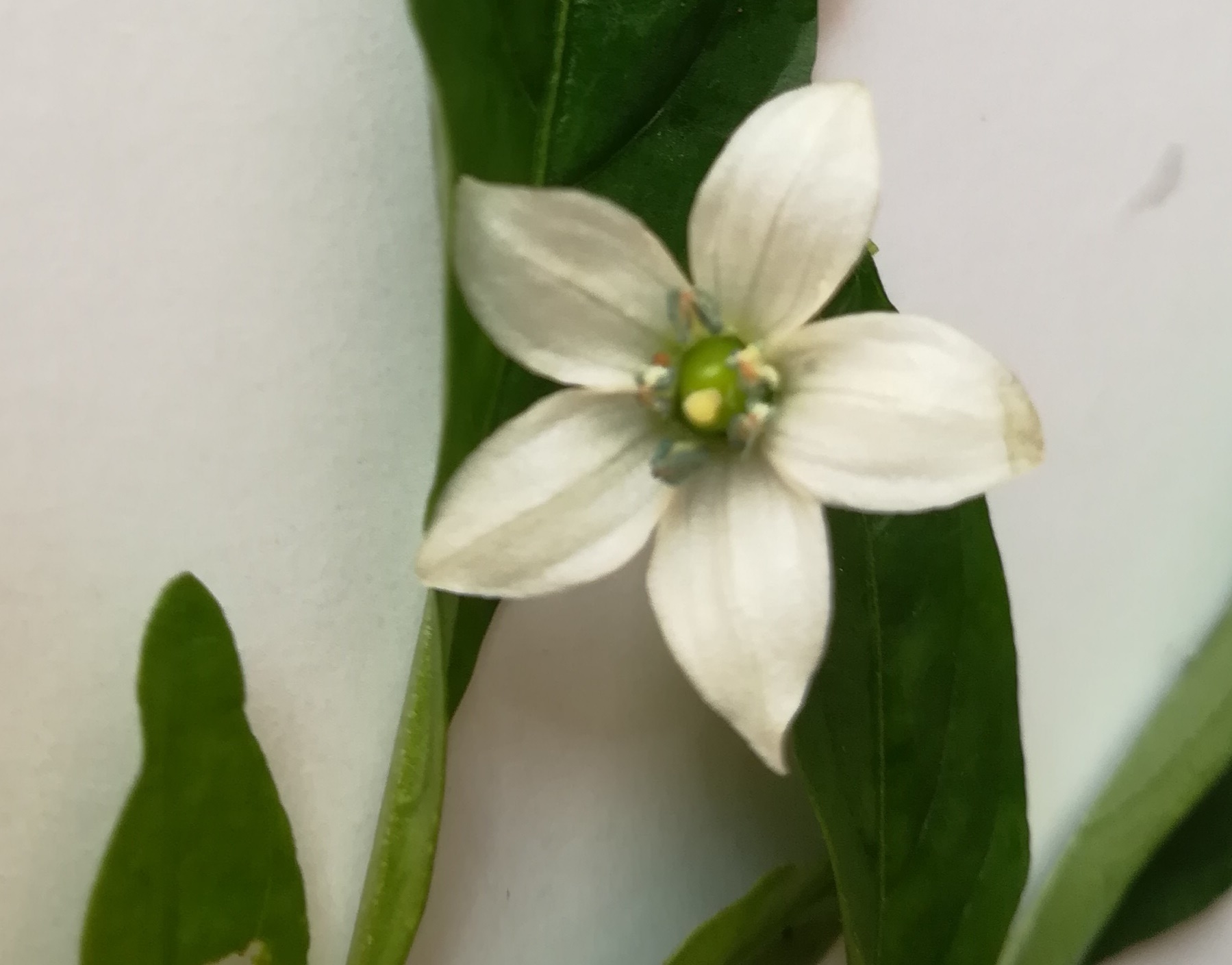 はじめまして ピーマンの花 かわいい 自然のアルバム2 はじめまして ピーマンの花 かわいい 自然のアルバム2