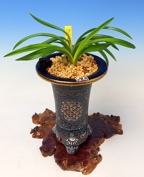 韓国春蘭 望月 : 蘭万園日記