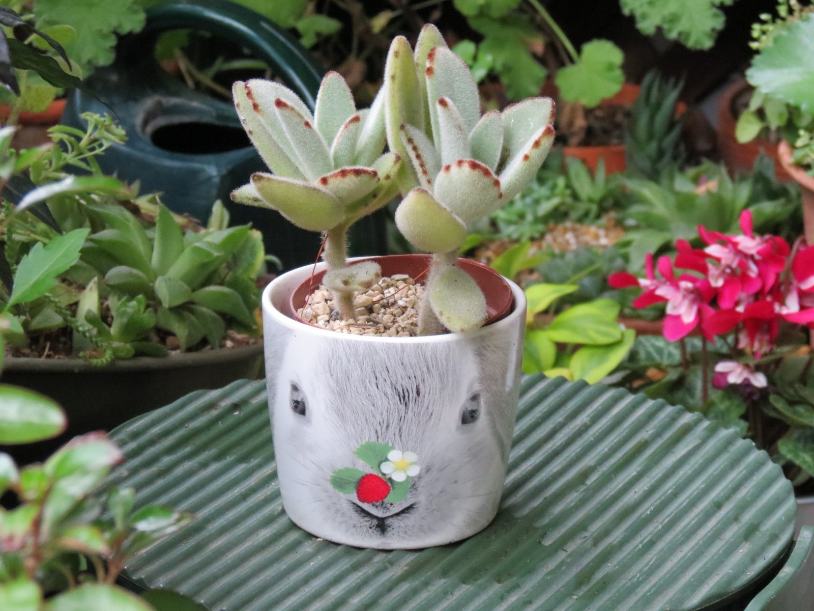 うさぎ耳の多肉植物 月兎耳 あるまじろの庭 うさぎ耳の多肉植物 月兎耳 あるまじろの庭