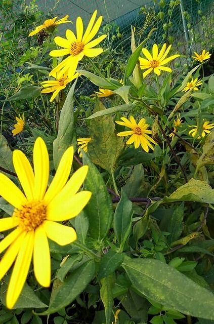 里芋の花 はっぴーばいまいせるふ2 里芋の花 はっぴーばいまいせるふ2