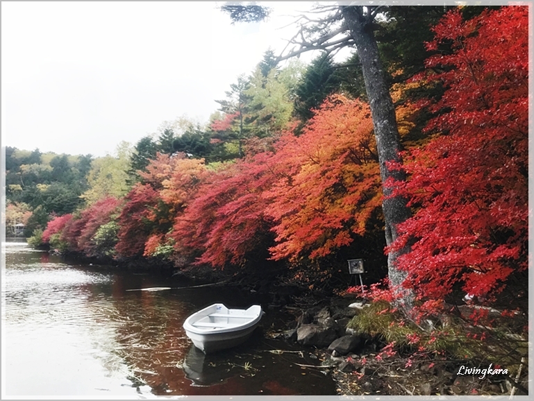 ☆白駒の池・紅葉扁～♪_e0266947_00074422.jpg