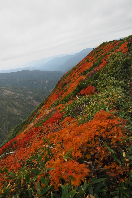 ダイグラ尾根から梶川尾根 2020/10/3〜4 その2_b0189948_21445114.jpeg