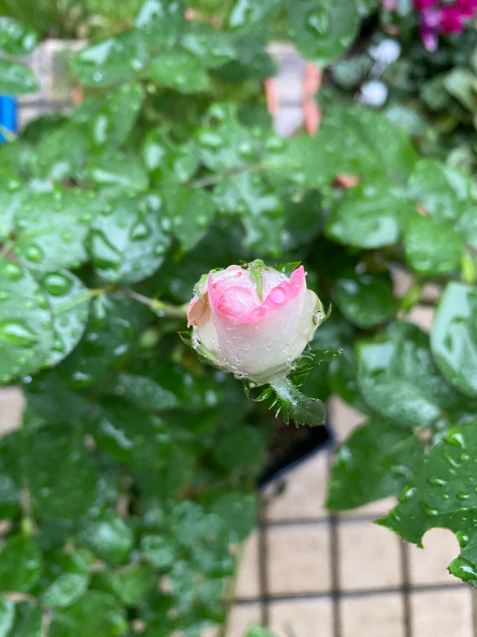 花ほころぶ 星を数えながら 3