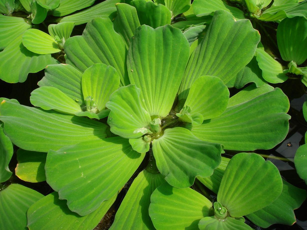 特定外来生物の水草 ナガエツルノゲイトウ 続 阿波の国から