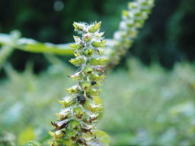 無農薬 無化学肥料で育てる 菊池水源産えごま 令和2年産 白えごま の収穫が完了しました ｆｌｃパートナーズストア