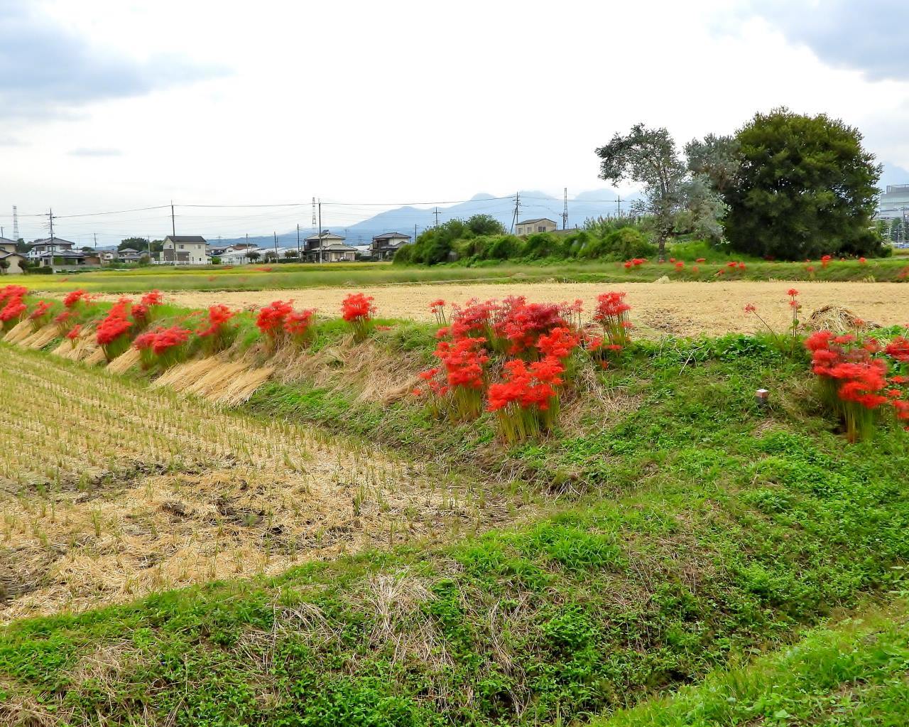 都市近郊農業地域から ヒガンバナなど_c0305565_16544155.jpg