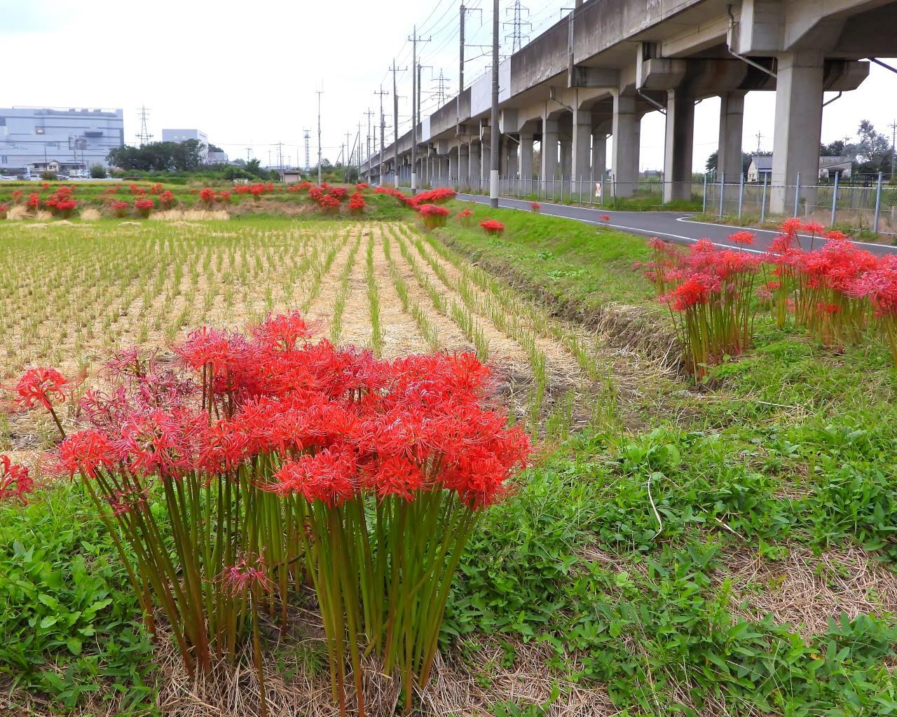 都市近郊農業地域から ヒガンバナなど_c0305565_16583273.jpg