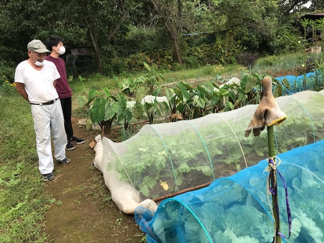 有難い！今年も里芋越冬用のゴザ到着10・7_c0014967_16505448.jpg