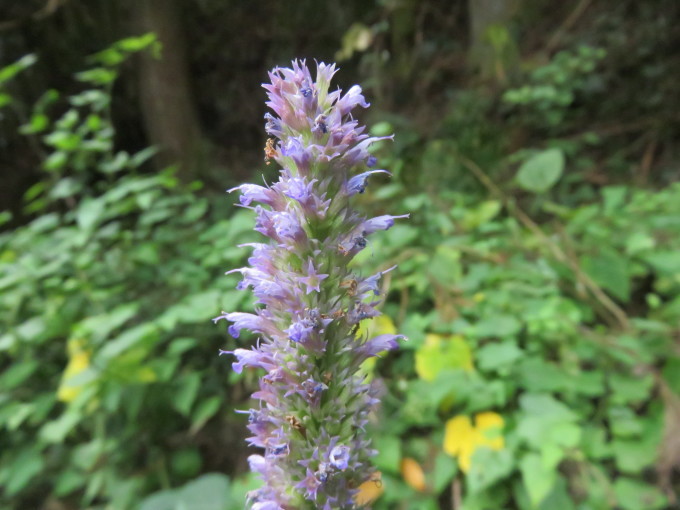 花散歩in雲仙山麓_c0042869_18242255.jpg