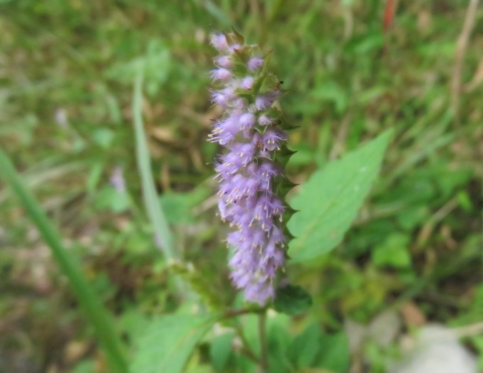 花散歩in雲仙山麓_c0042869_18242892.jpg