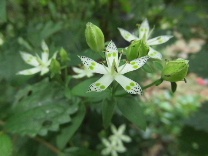 花散歩in雲仙山麓_c0042869_18243477.jpg