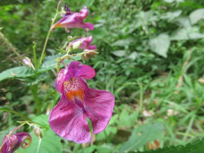 花散歩in雲仙山麓_c0042869_18245256.jpg