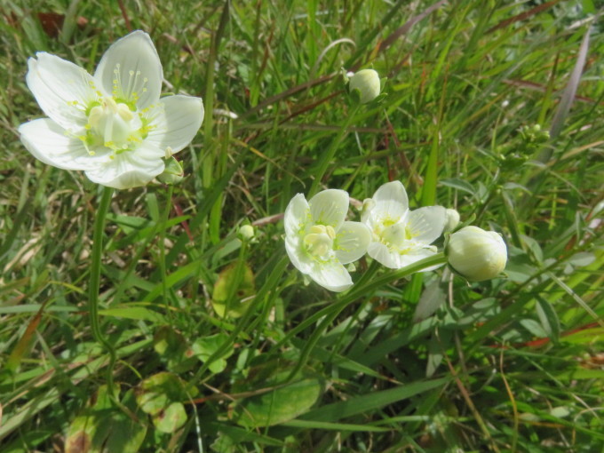 花散歩in雲仙山麓_c0042869_18250623.jpg
