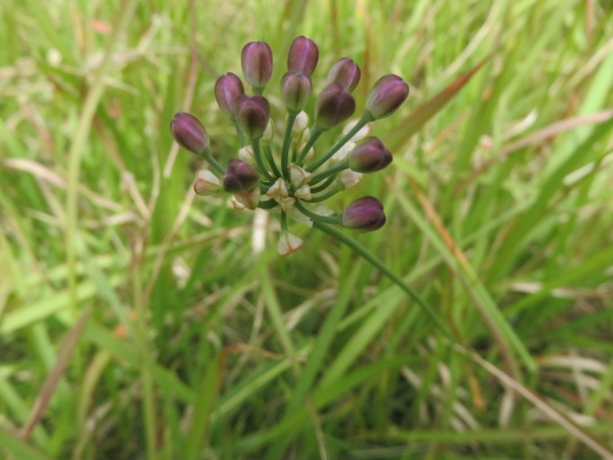 花散歩in雲仙山麓_c0042869_18250906.jpg