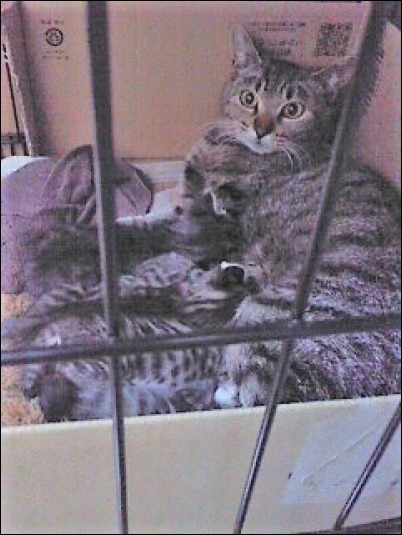 ヒメが初めて家に来た日 猫ひっかき病について クロのこと そして猫たちのこと 猫と共に老いを生きる ヒメが初めて家に来た日 猫ひっかき病について クロのこと そして猫たちのこと 猫と共に老いを生きる