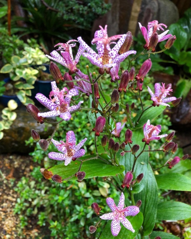 雨の日の草花_a0129492_15404994.jpeg