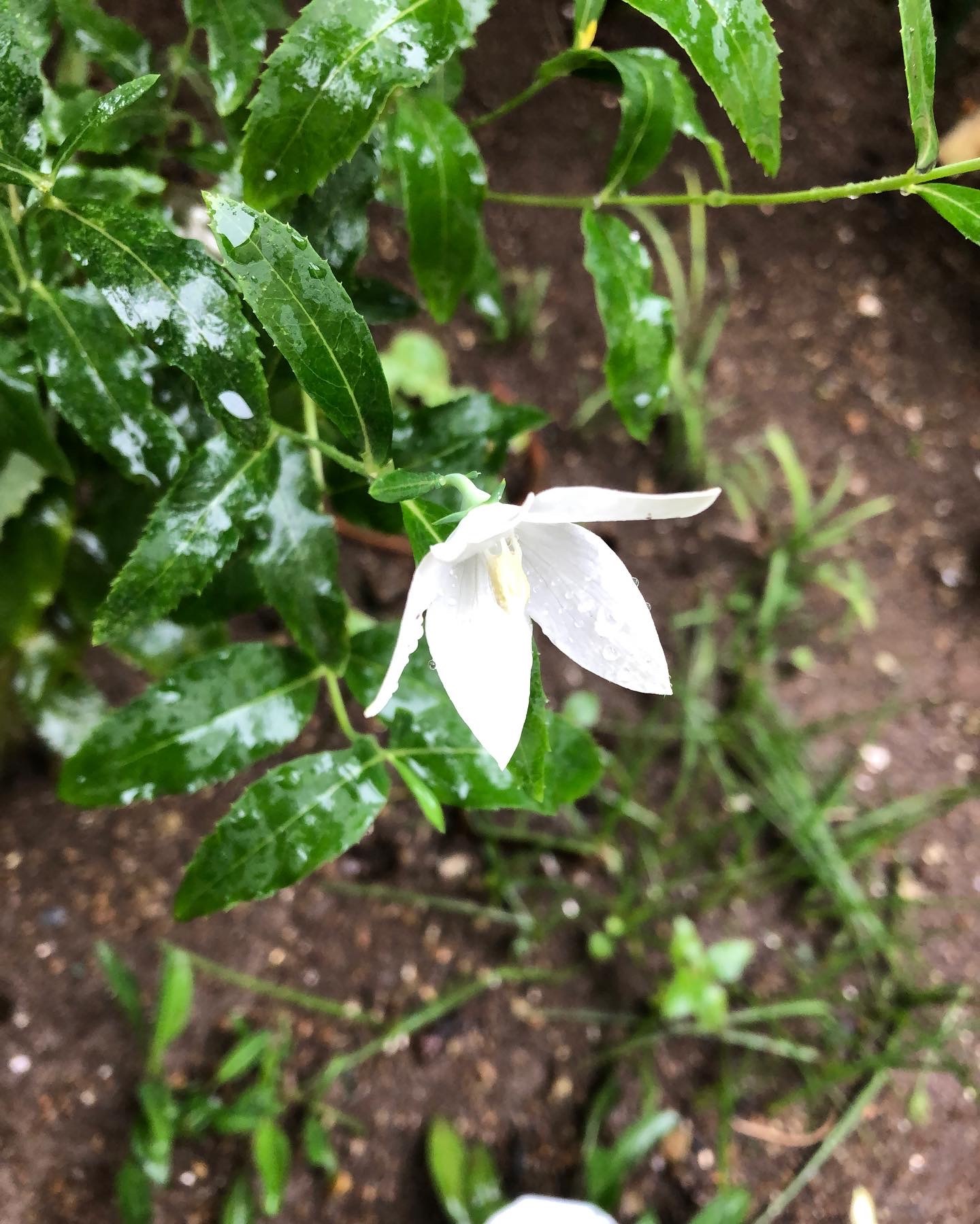 雨の日の草花_a0129492_15424372.jpeg