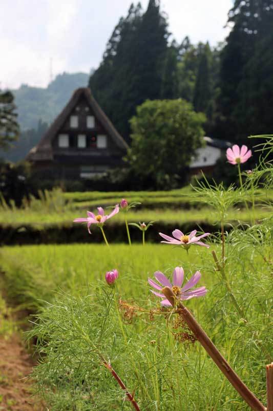 鮎の庄!富山庄川峡へ、合掌集落と遊覧船。_c0405601_23401626.jpg