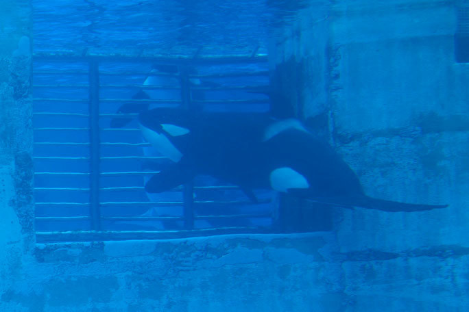 名古屋港水族館のシャチたち アース王子は隣が気になるお年頃 December 19 続々 動物園ありマス 名古屋港水族館のシャチたち アース王子は隣が気になるお年頃 December 19 続々 動物園ありマス