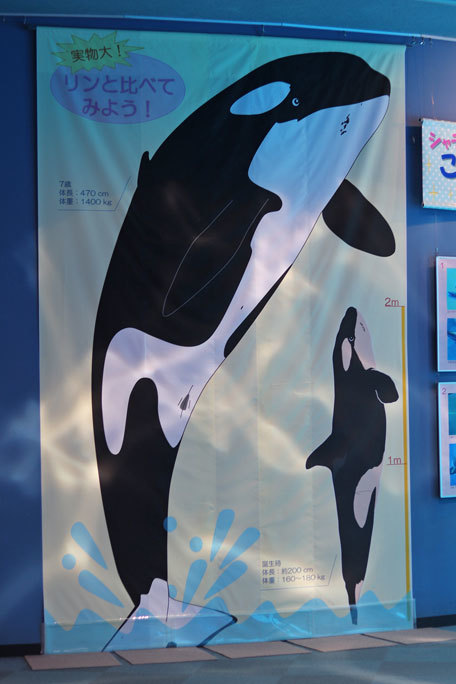 名古屋港水族館のシャチたち アース王子は隣が気になるお年頃 December 19 続々 動物園ありマス 名古屋港水族館のシャチたち アース王子は隣が気になるお年頃 December 19 続々 動物園ありマス