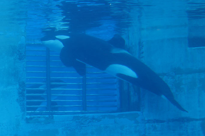 名古屋港水族館のシャチたち アース王子は隣が気になるお年頃 December 19 続々 動物園ありマス