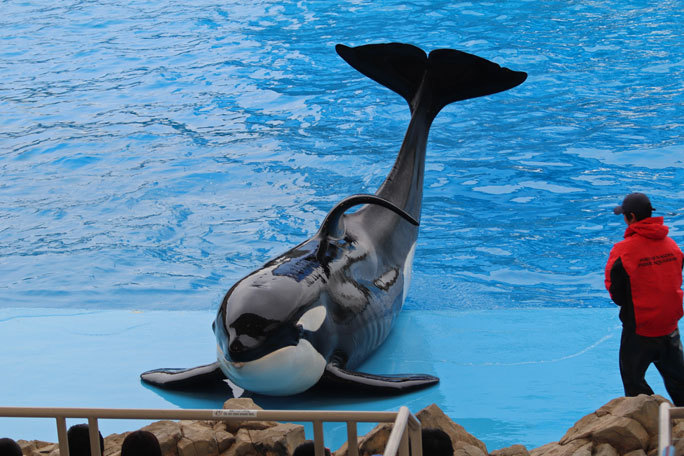 名古屋港水族館のシャチたち アース翔ぶ December 19 続々 動物園ありマス 名古屋港水族館のシャチたち アース翔ぶ December 19 続々 動物園ありマス
